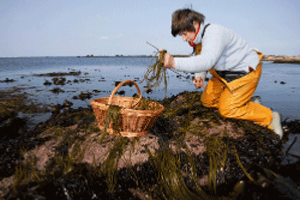 L'algue alimentaire : nori rcoilte en sud Bretagne