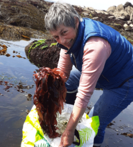 L'algue alimentaire : dulse rcoilte en sud Bretagne