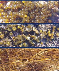 L'algue alimentaire : haricot de mer rcoilte en sud Bretagne