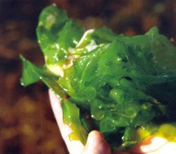 L'algue alimentaire : laitue de mer rcoilte en sud Bretagne