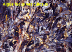 algue  fucus vesiculeux rcolte en bretagne