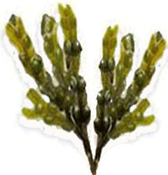 Caractristique de l'algue : fucus vesiculeux -fucus vesiculus