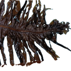 Caractristique de l'algue : wakam , undaria pinnatifidapalmaria palmata