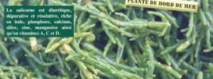 La salicone est une plante marine rcolte ne Bretagne